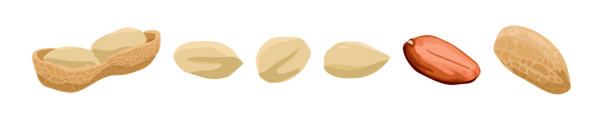 Vector illustration showing stages of a peanut from whole shell to inner seed, ideal for educational and food-related content
