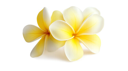 Two yellow and white flowers with a white center. The flowers are in the middle of a white background