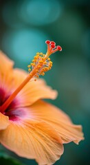 Macro photograph of an orange Hibiscus flower with a red center