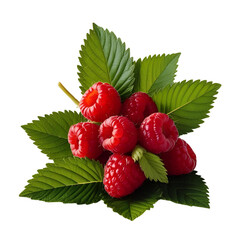 Fresh ripe raspberries with green leaves isolated on transparent background