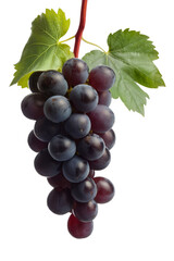 Fototapeta premium fresh grape cluster with leaves on white background