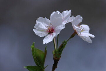 Fototapeta premium 春爛漫満開