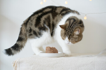international cat day concept with scottish tabby cat eat food on table with birthday party decoration background