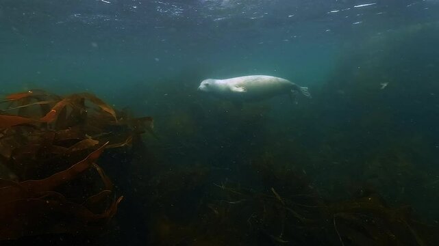 A medium shot of a young grey seal with a white coat - also known as a whitecoat - Halichoerus grypus - never taking its eyes off the camera as it spins around curiously, filmed at 60 fps.
