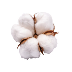 cotton flower isolated on white background.