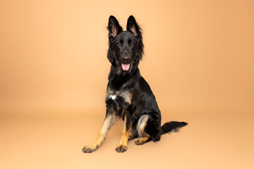 A striking black German Shepherd with tan markings sits attentively against a warm tan studio backdrop