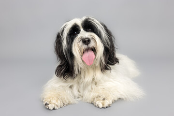 A charming close-up portrait of a black and white shaggy dog against a gray studio background.