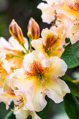 Primo piano di fiori di rododendro bianchi in primavera 