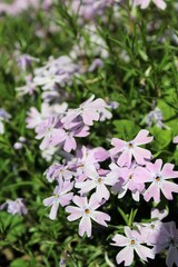 purple flowers in the garden