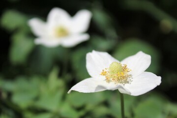 close up of white flowers