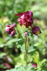 violet flower on green background