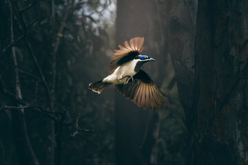 The blue-faced honeyeater, also colloquially known as the Bananabird, is a passerine bird of the honeyeater family, Meliphagidae.