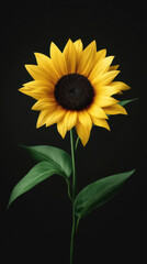 Fototapeta premium A vibrant yellow sunflower with a dark brown center stands tall against a deep black background, its green leaves gracefully curving along the stem in gentle light.