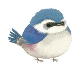 Naklejka premium Cute fluffy blue and white bird with big eyes, cut out - stock png.