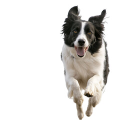 Energetic Border Collie dog running with mouth open on a transparent background Concept of agility, pet, and domestic animal