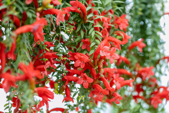 Close up on the flowers of a Aeschynanthus &ldquo;Japhrolepis&rdquo;. The common name for some species of Aeschynanthus is lipstick plant. Several species are valued in temperate climates as houseplants.
