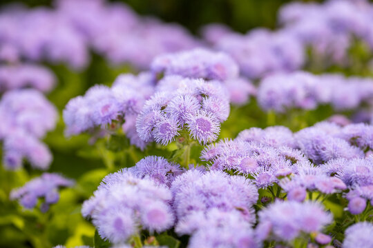 Ageratum houstonianum, commonly known as flossflower, bluemink, goatweed, blueweed or Mexican paintbrush.
