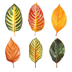 Obraz premium set of five different orange and yellow colorful png