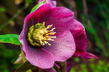 A single, elegant purple hellebore flower in full bloom exhibits intricate details and vibrant...