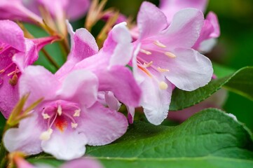 Close up displaying Weigela flowers in full bloom, showcasing their pink petals and white edges.