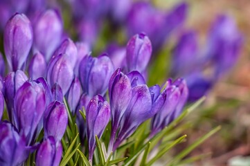 A vibrant gathering of purple crocus flowers announces spring's arrival in a soft focus garden.