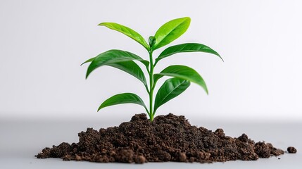 Young seedling growing out of soil over on a plain white Background
