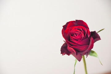 赤い薔薇