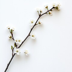 Obraz premium Delicate spring blossom branch against white backdrop