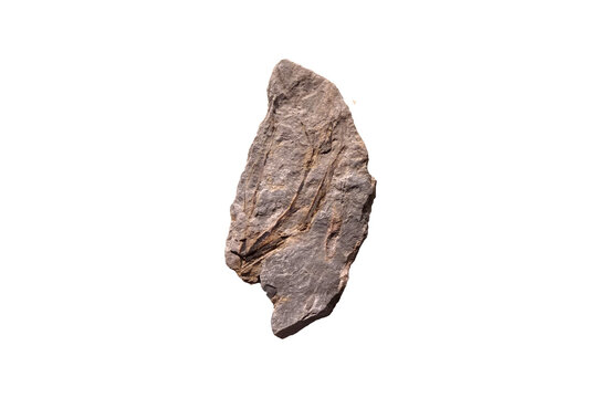 Fragment of Archaeopteris fossil plant stone isolated on white background.