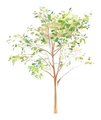 Fototapeta premium PNG Teak tree illustration watercolor painting.
