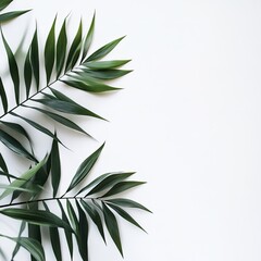 Fresh green palm leaves on white background