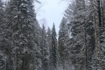 Autumn forest after the first snowfall in late autumn