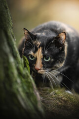 A tortoiseshell cat with tricolor fur is quietly prowling through the vibrant greenery of a forest during spring. Its striking blue eyes peer out from behind a tree, full of curiosity and intent
