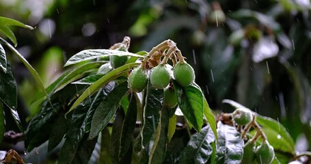 loquat tree wet in the rain