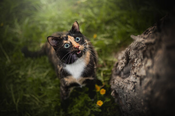 A tortoiseshell cat with striking blue eyes eagerly investigates its natural surroundings in a lush forest during spring. The playful feline engages with green grass and bright flowers