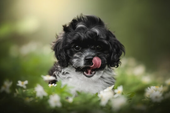 A fluffy cavapoo puppy with black and white fur joyfully wanders through a vibrant forest, surrounded by delicate white flowers, under warm, soft sunlight