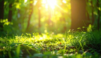 Obraz premium Sunlit greenery awakens in forest nature photography serene environment close-up view outdoor beauty