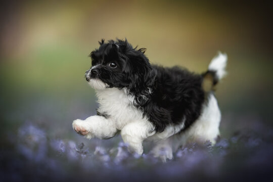 A playful black and white cavapoo puppy runs through a forest, its fluffy fur shining amid the vibrant greenery and colorful blooms. The joy of nature fills the air
