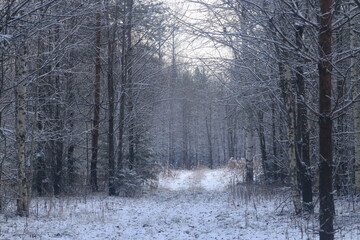 Autumn forest after the first snowfall in late autumn
