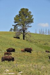 Herd of Bison Roaming on a Hill in South Dakota