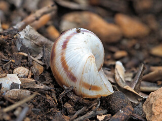 Snail shell among twigs and soil, its spiral form against the rough textures of the earth, capturing the essence of nature’s details.