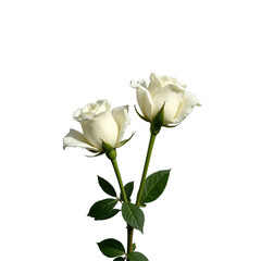 Two delicate white roses against a transparent background, perfect for romantic and elegant designs.