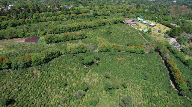 Drone Shot of Green Coffee Plantation Fields and Farmland in Landscape of Central America