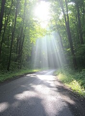 Obraz premium Sunlit Path Through Lush Green Forest