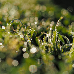 Tiny droplets of dew cling to slender blades of grass, shimmering like miniature jewels in the morning light. The moisture highlights the patterns of nature, creating a refreshing scene.