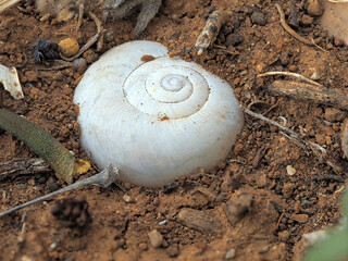 A closeup of a white spiral shell partially buried in dry soil. The shell’s smooth surface and concentric rings contrast with the granular texture of the earth.