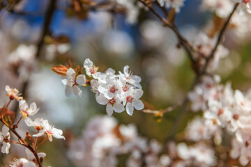 Delicate clusters of white cherry blossoms with a subtle hint of pink blooming on a branch, a springtime setting in Zurich surroundings Switzerland