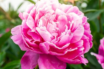 A stunning close-up view of a fully bloomed pink peony with layers of delicate petals.