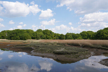 river salt marsh landscape with surrounding trees. habitat for wading birds. 