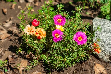 Vibrant moss roses bursting with color, showcasing nature's floral brilliance in full bloom.